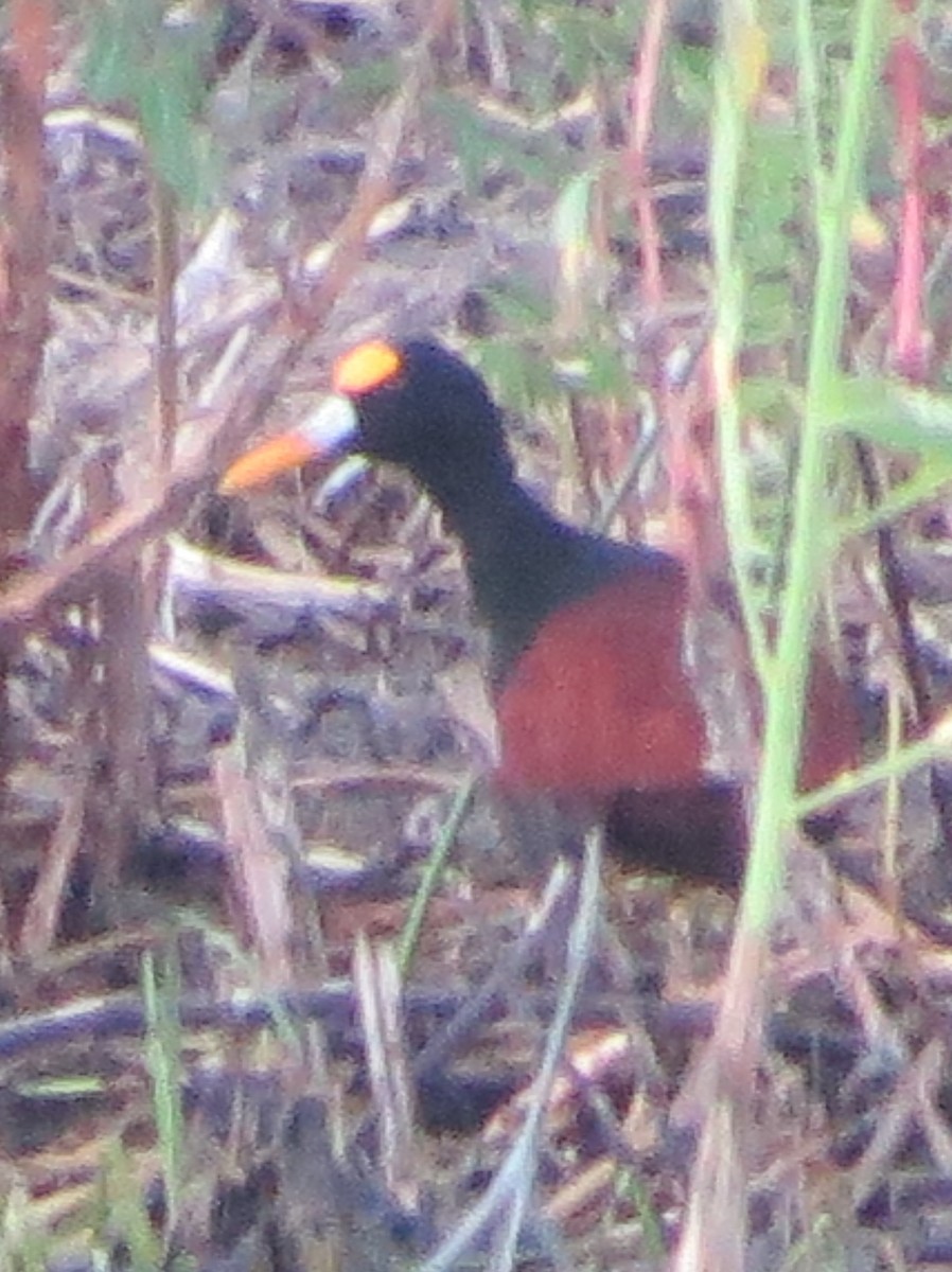 Northern Jacana - ML642311856