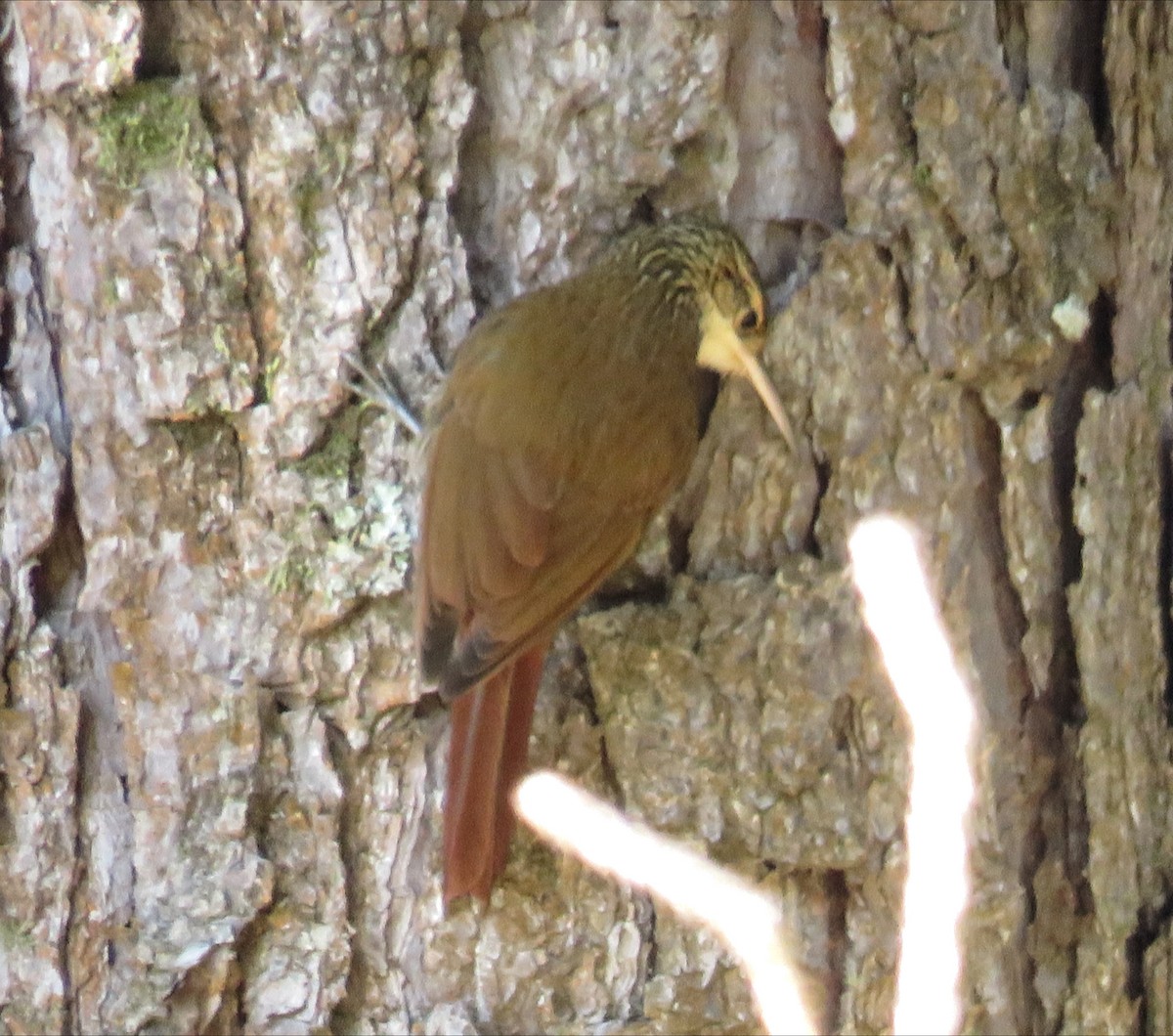 Scalloped Woodcreeper - ML642311865