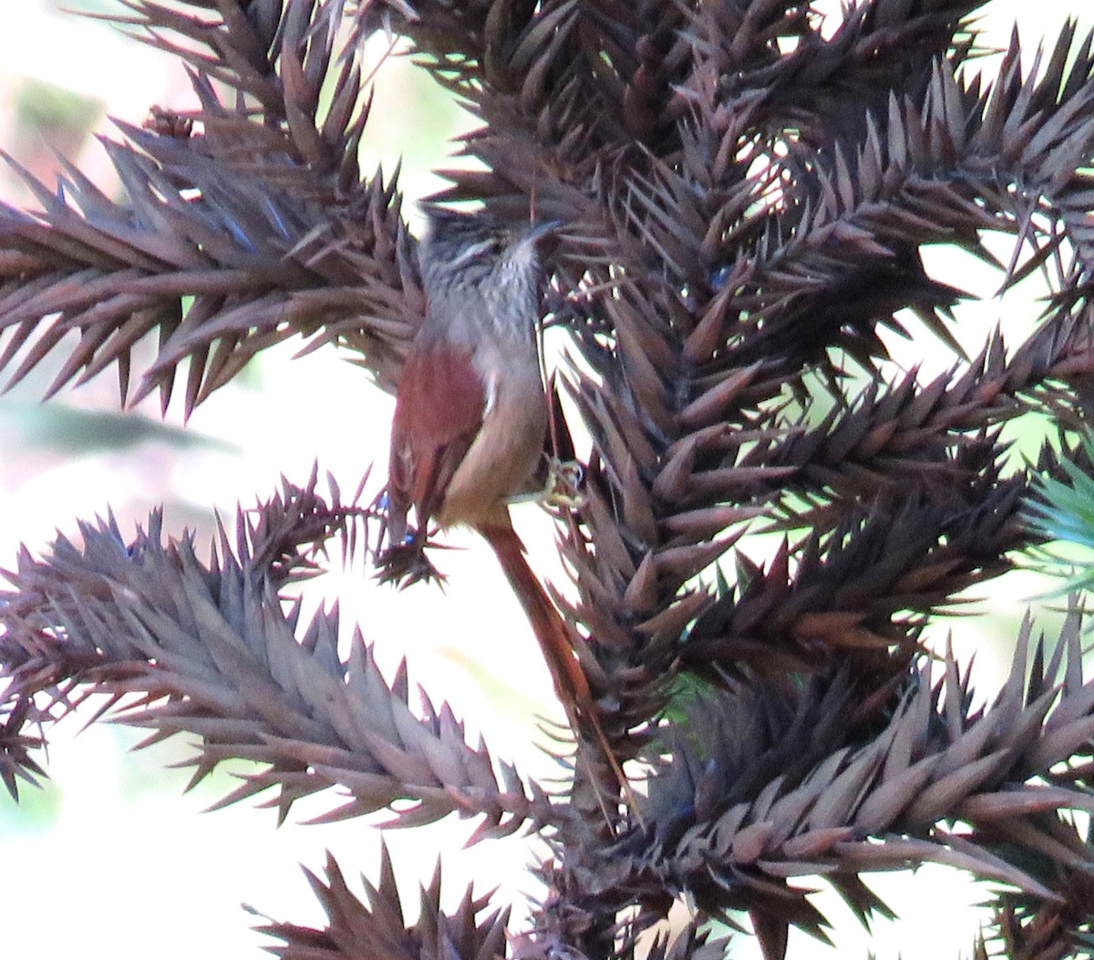 Araucaria Tit-Spinetail - ML642311866