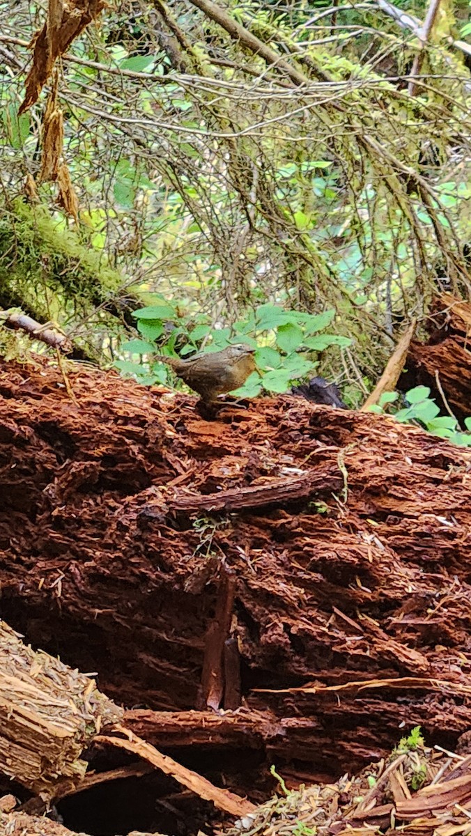 Pacific Wren - ML642311867