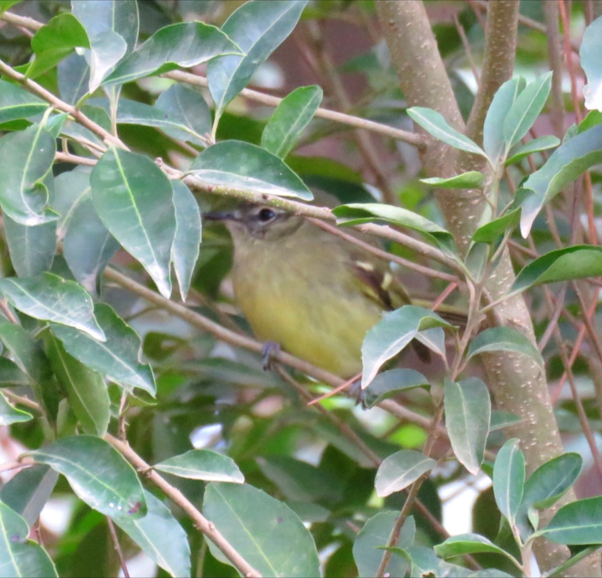 Mottle-cheeked Tyrannulet - ML642311874