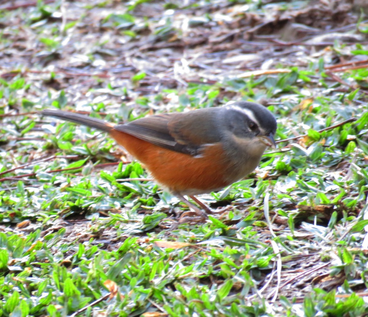 Gray-throated Warbling Finch - ML642311877