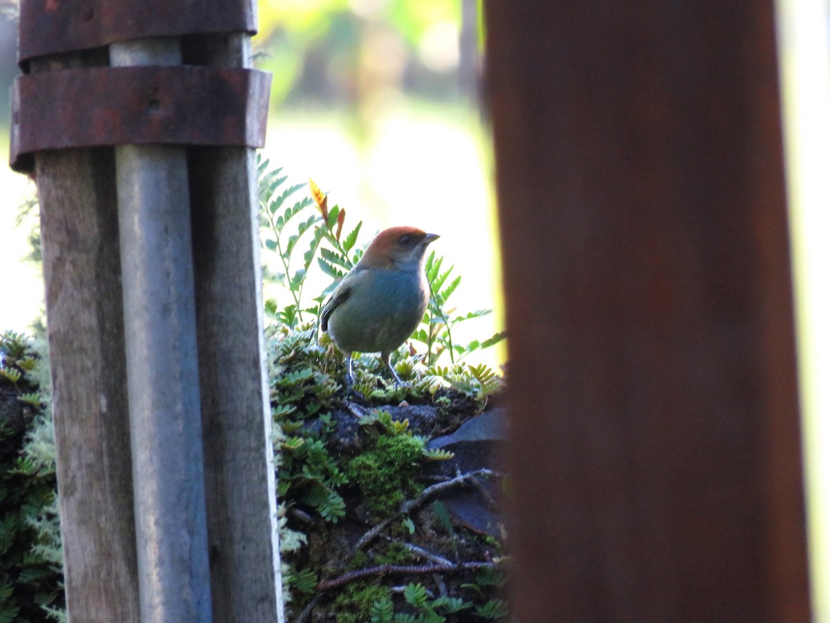 Chestnut-backed Tanager - ML642311879