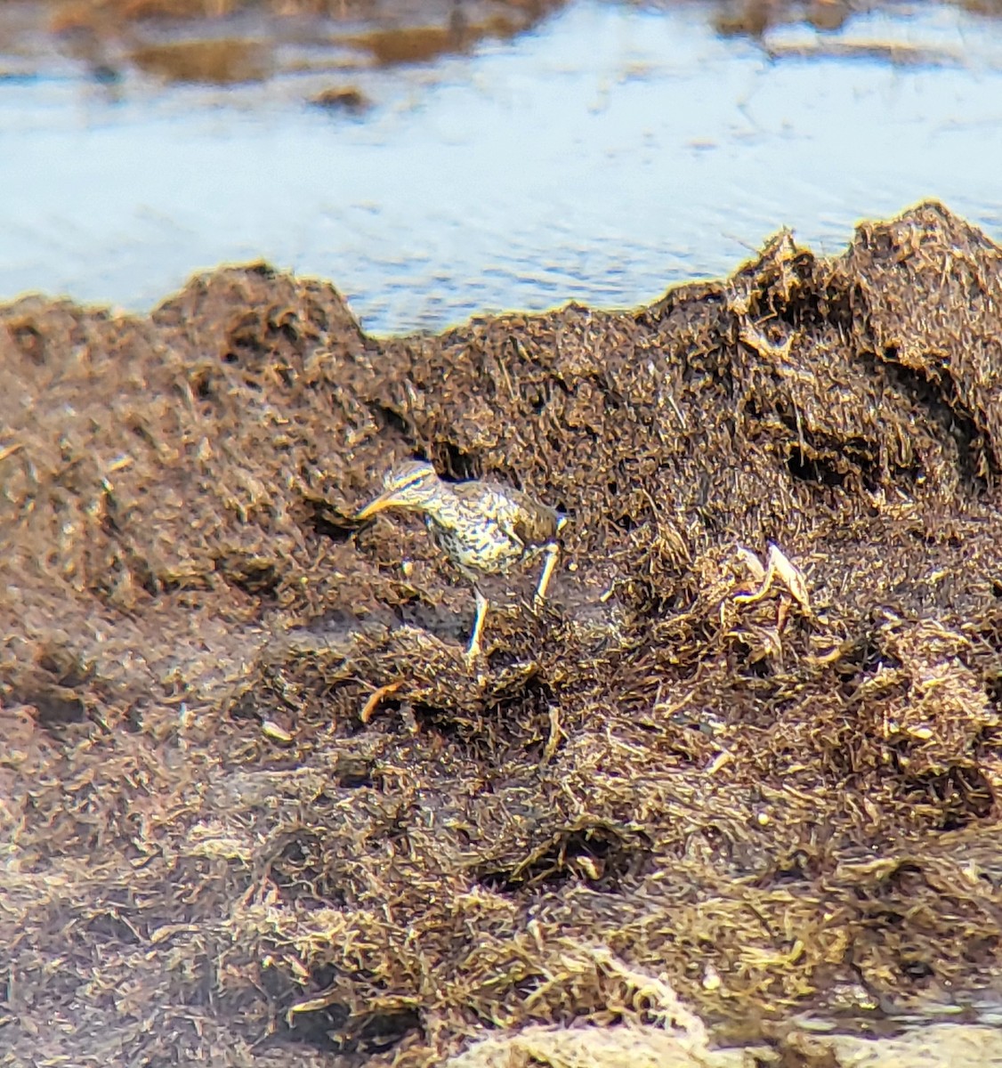 Spotted Sandpiper - ML642311888