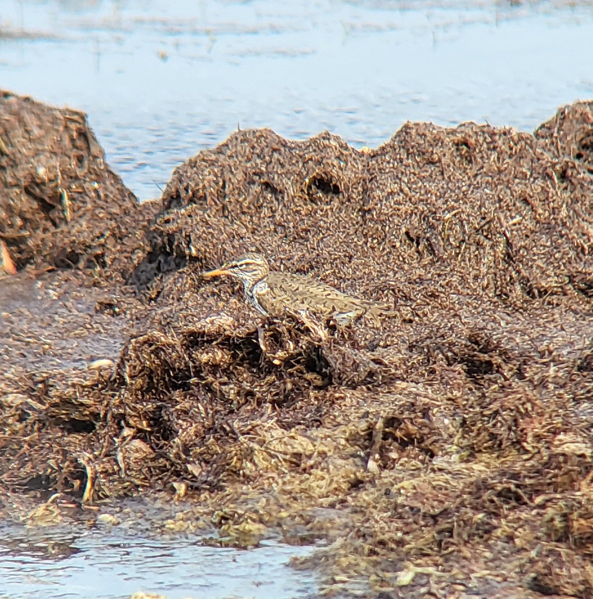 Spotted Sandpiper - ML642311889