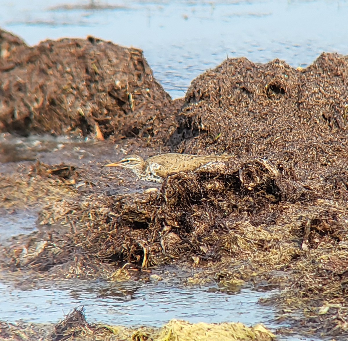 Spotted Sandpiper - ML642311891