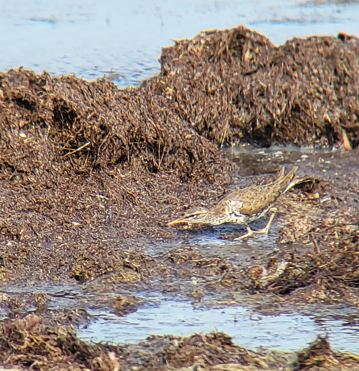Spotted Sandpiper - ML642311894