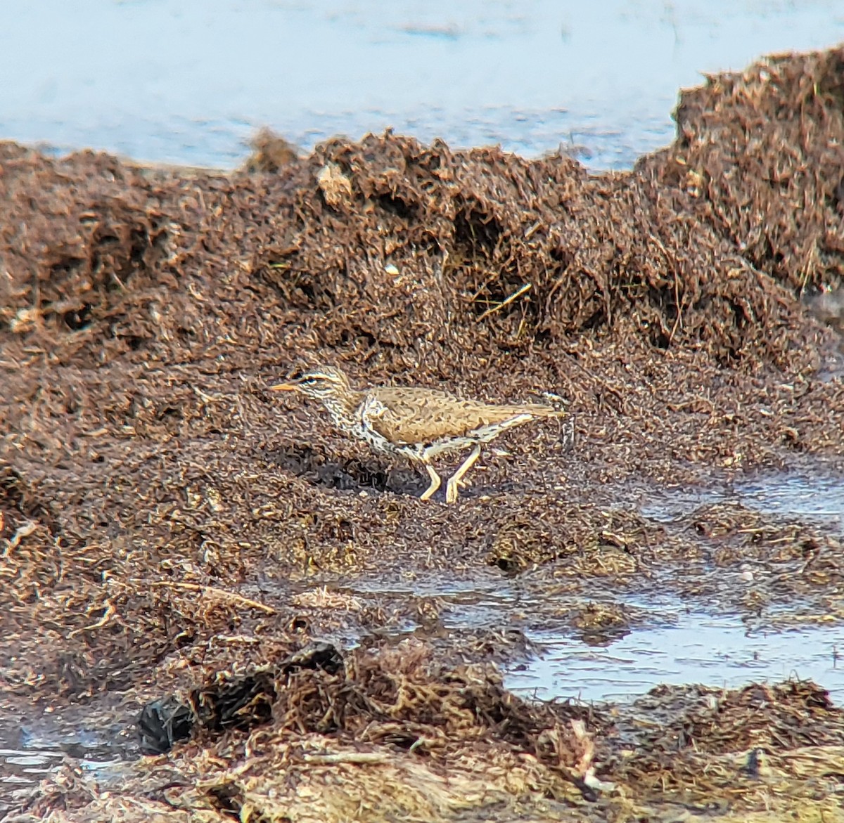 Spotted Sandpiper - ML642311895