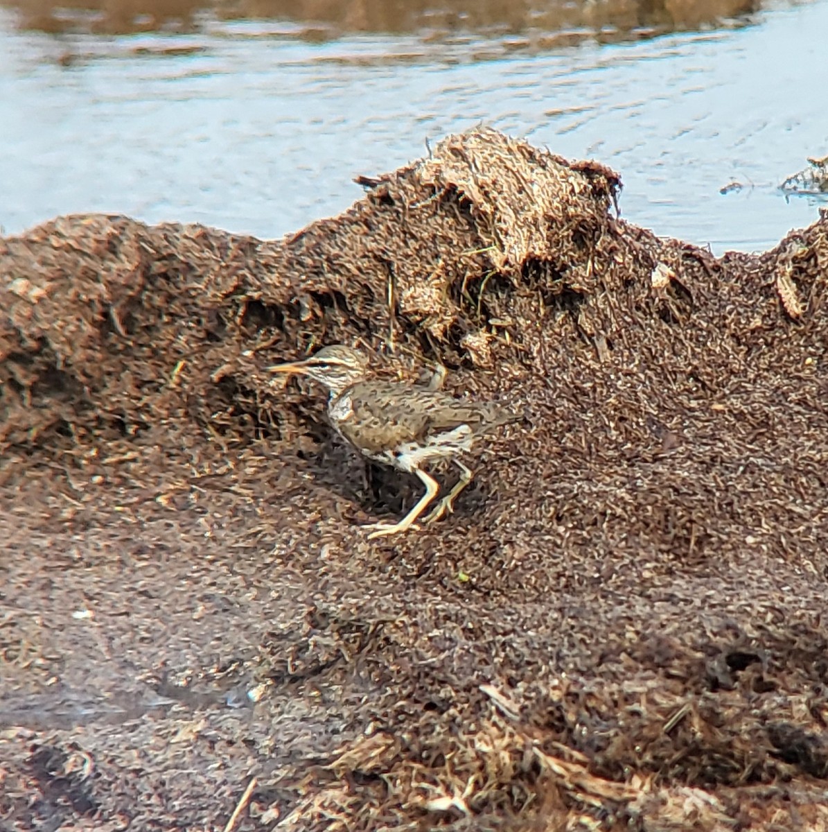 Spotted Sandpiper - ML642311896