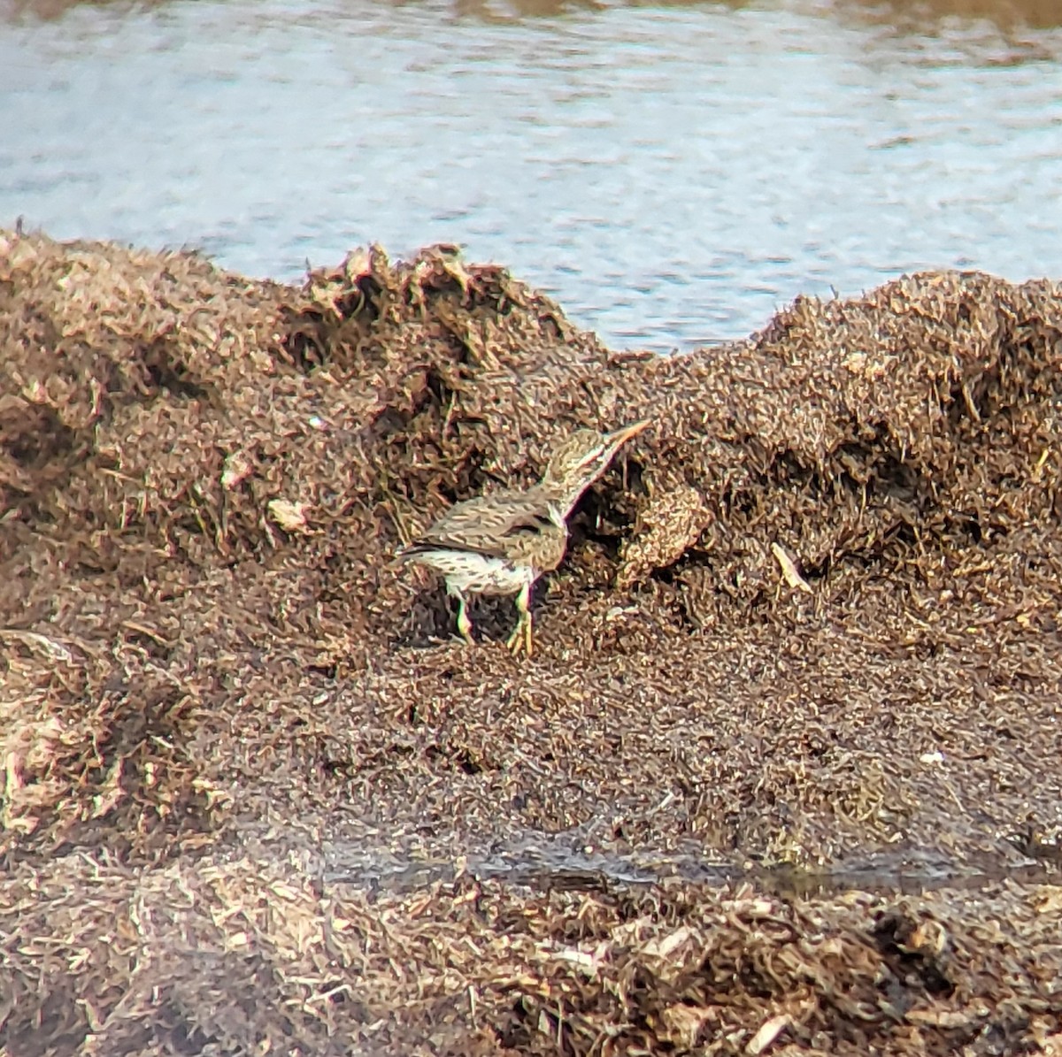 Spotted Sandpiper - ML642311899