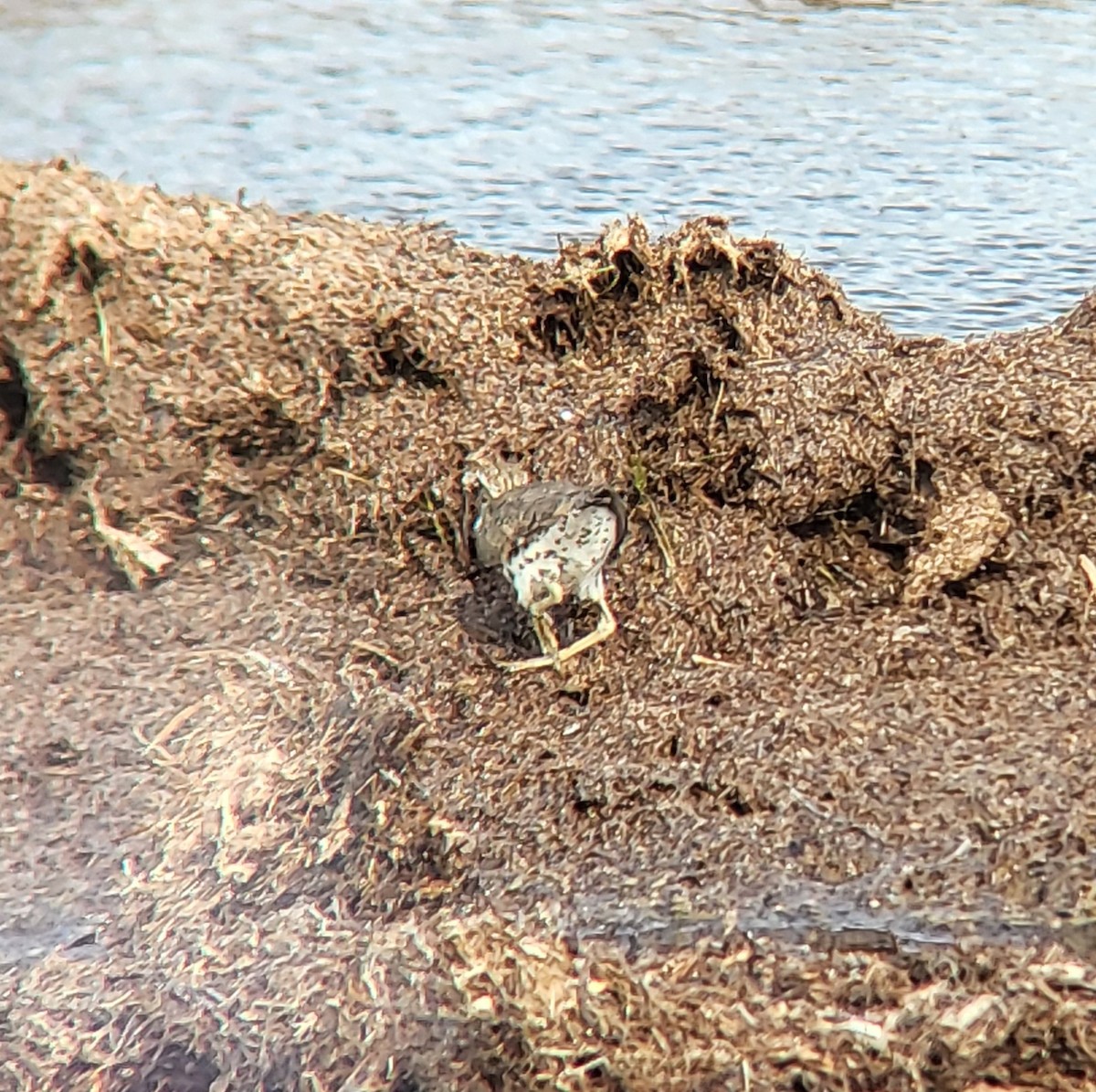 Spotted Sandpiper - ML642311900