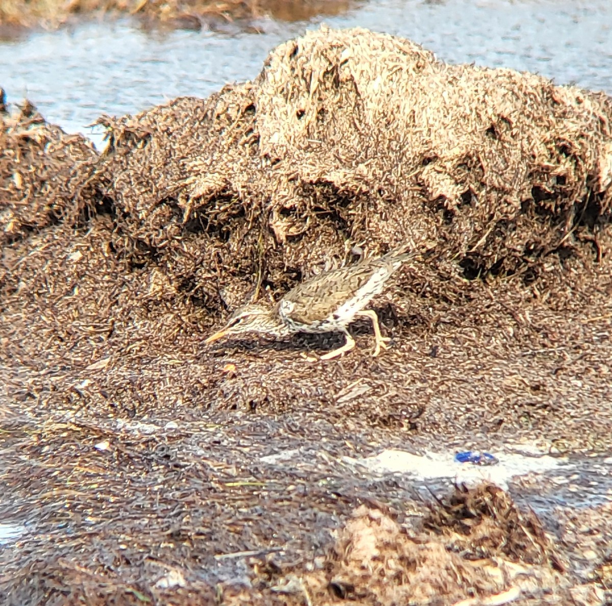 Spotted Sandpiper - ML642311902