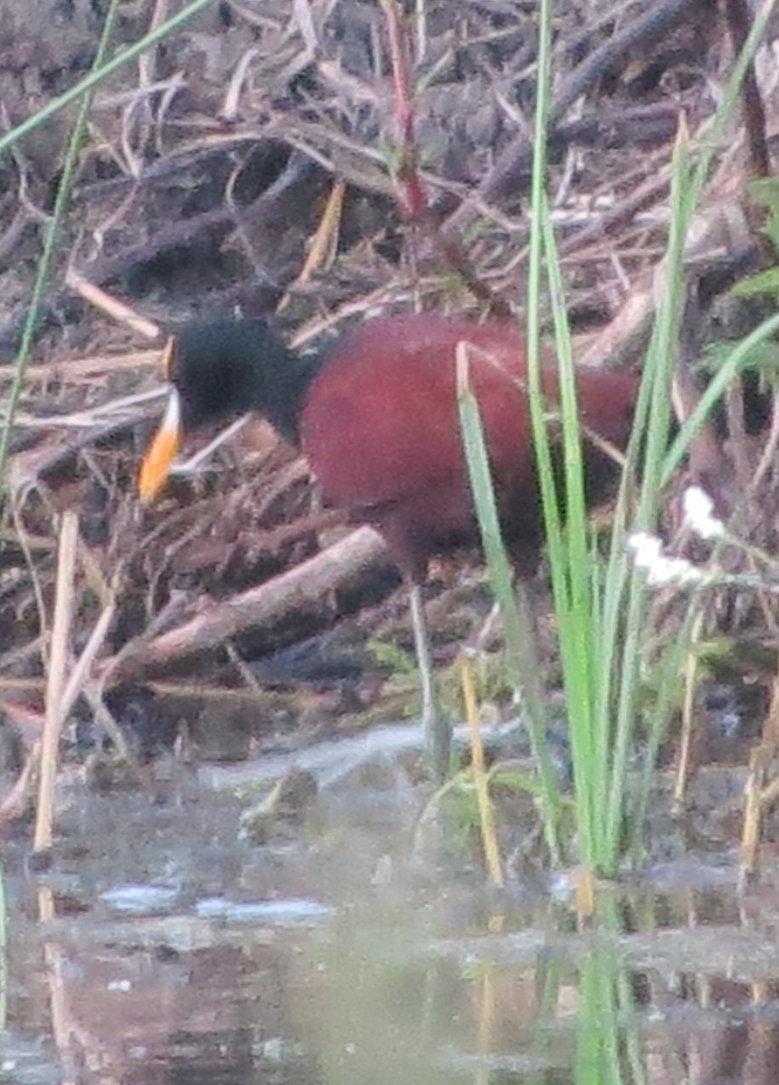 Northern Jacana - ML642311906