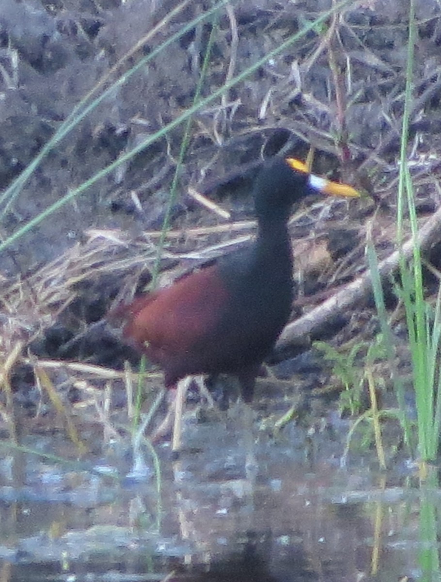 Northern Jacana - ML642311907
