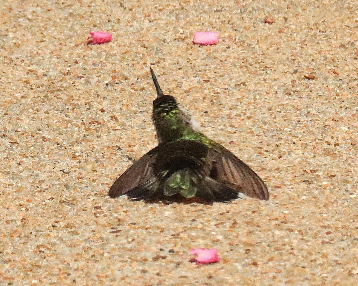 Ruby-throated Hummingbird - ML642311911