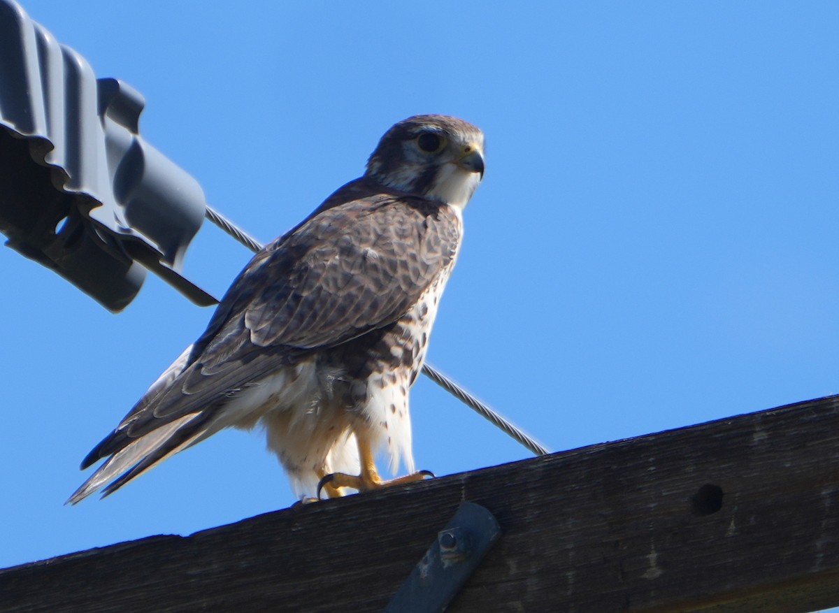 Prairie Falcon - ML642311912