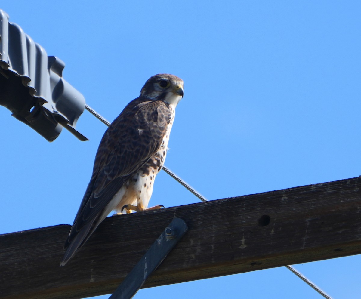 Prairie Falcon - ML642311913