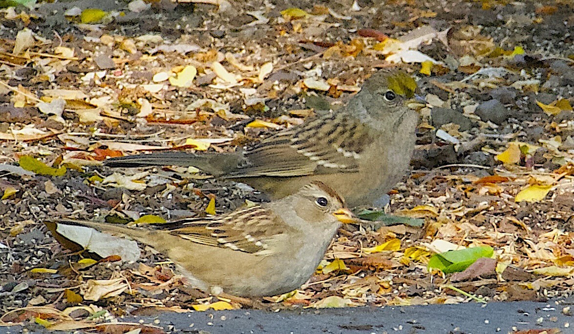 Golden-crowned Sparrow - ML642311914