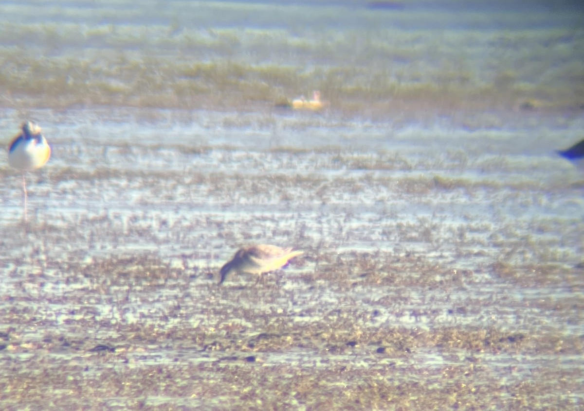 Red Knot - ML642311916