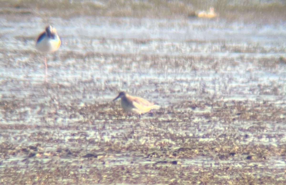 Red Knot - ML642311917