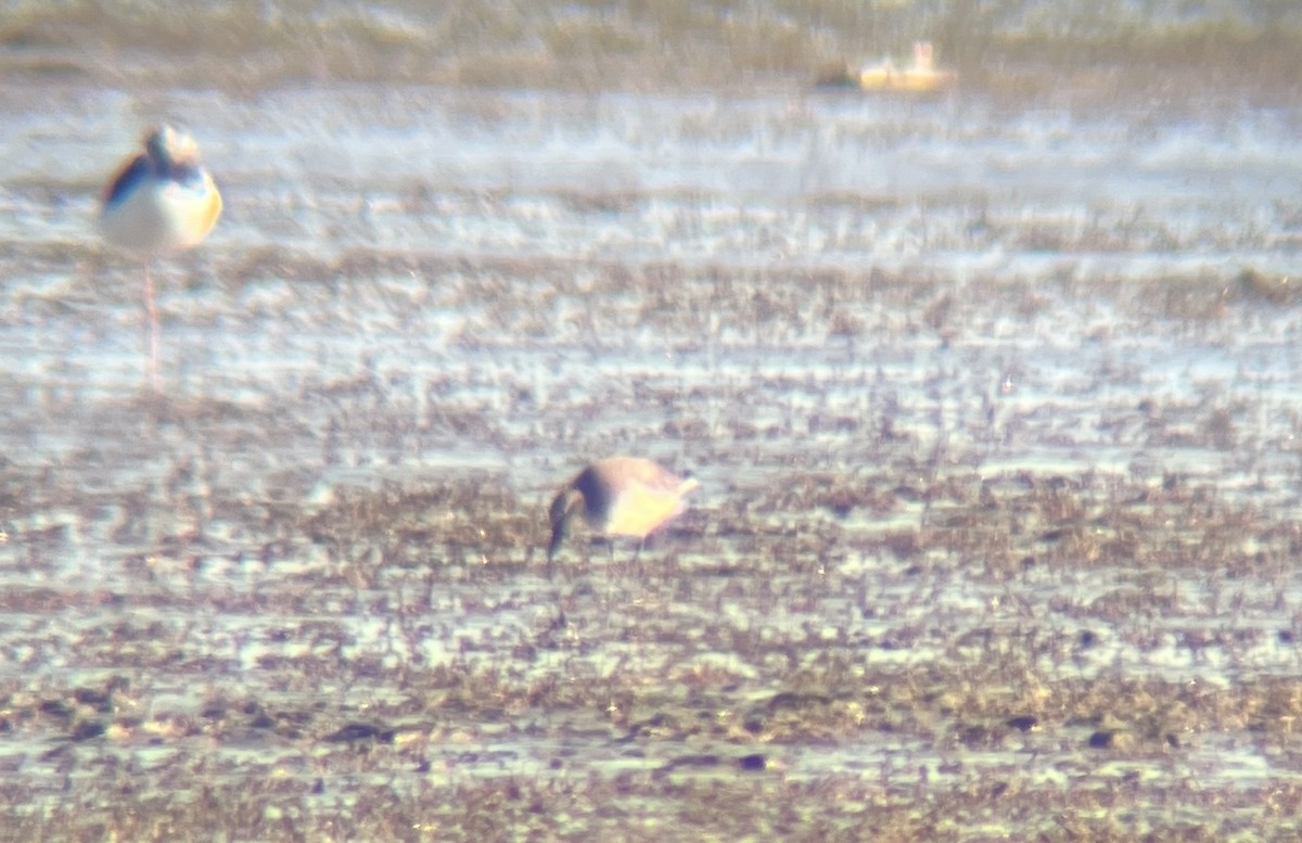 Red Knot - ML642311918