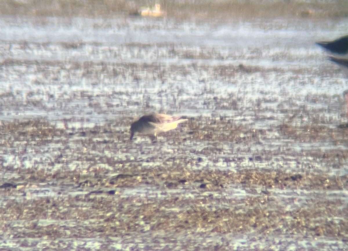 Red Knot - ML642311919
