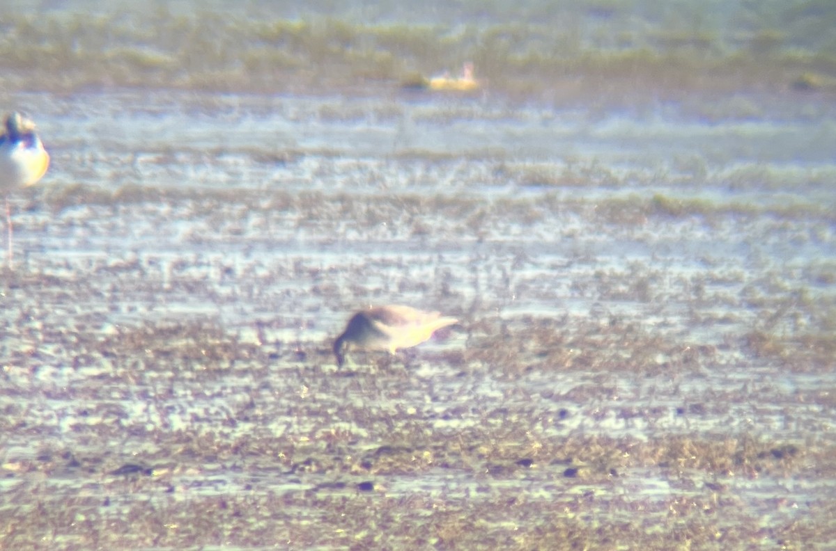 Red Knot - ML642311920