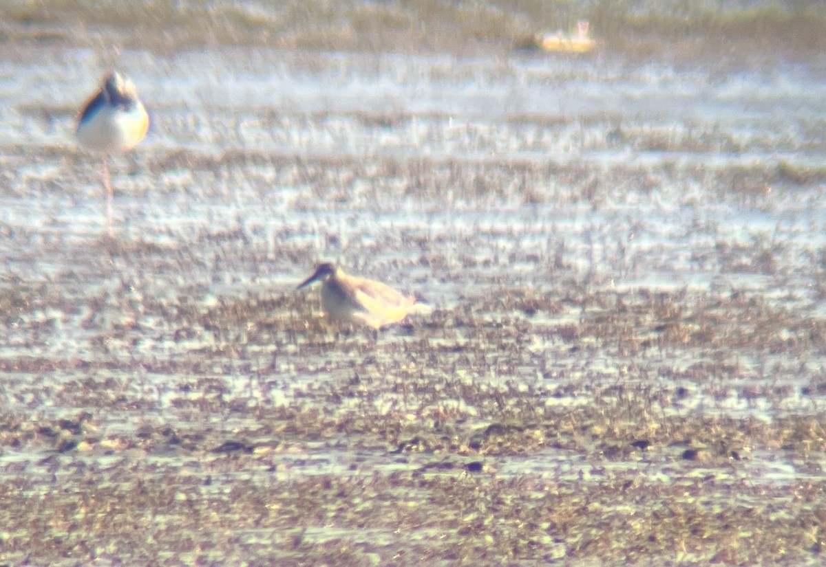 Red Knot - ML642311921