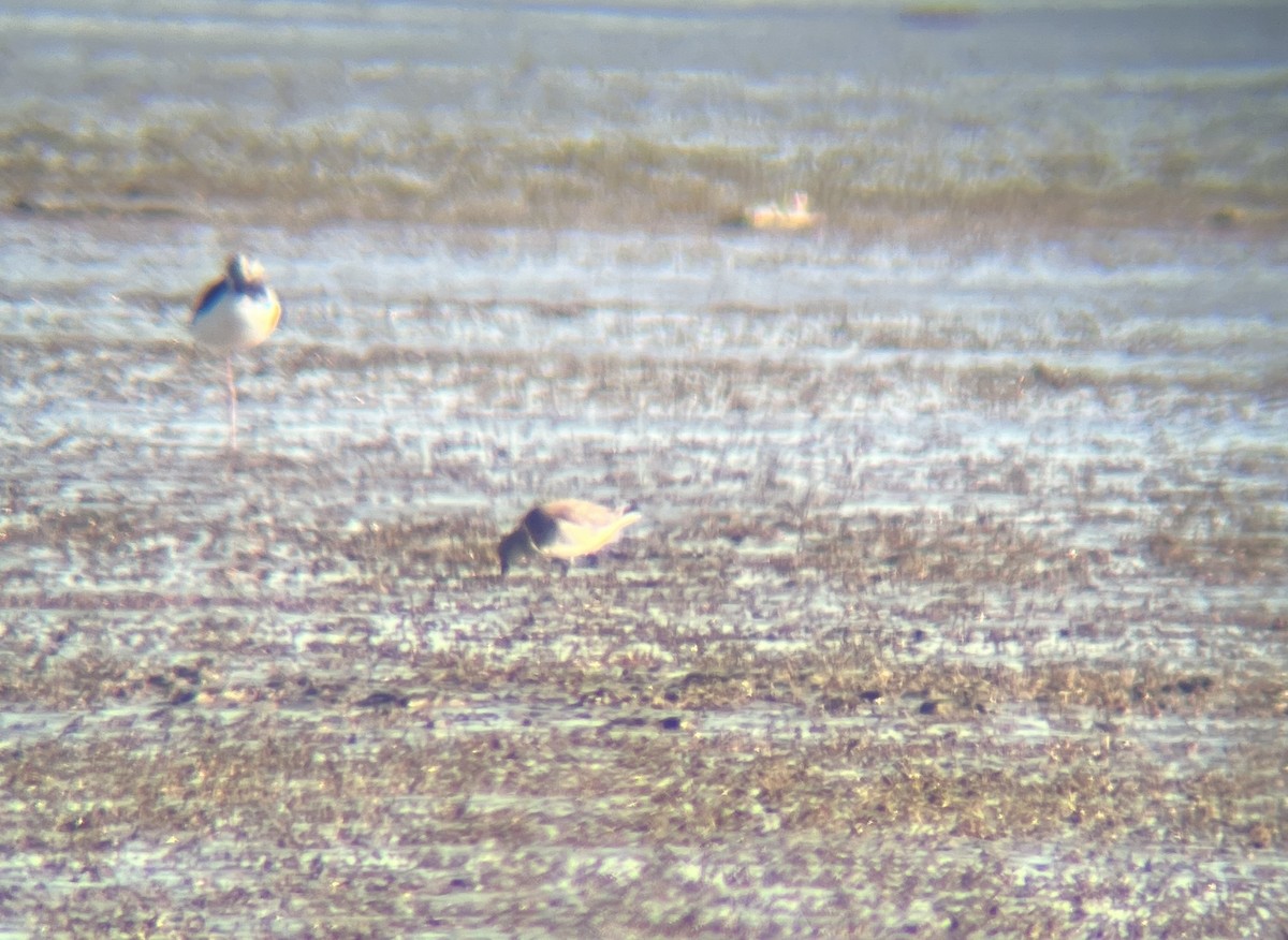 Red Knot - ML642311922