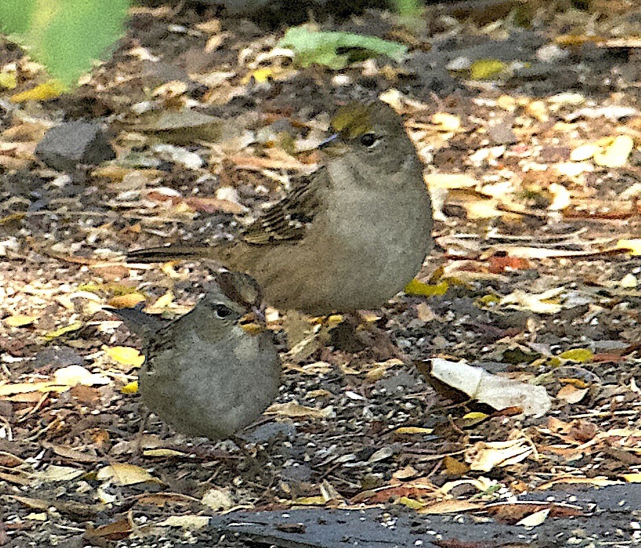 Golden-crowned Sparrow - ML642311924