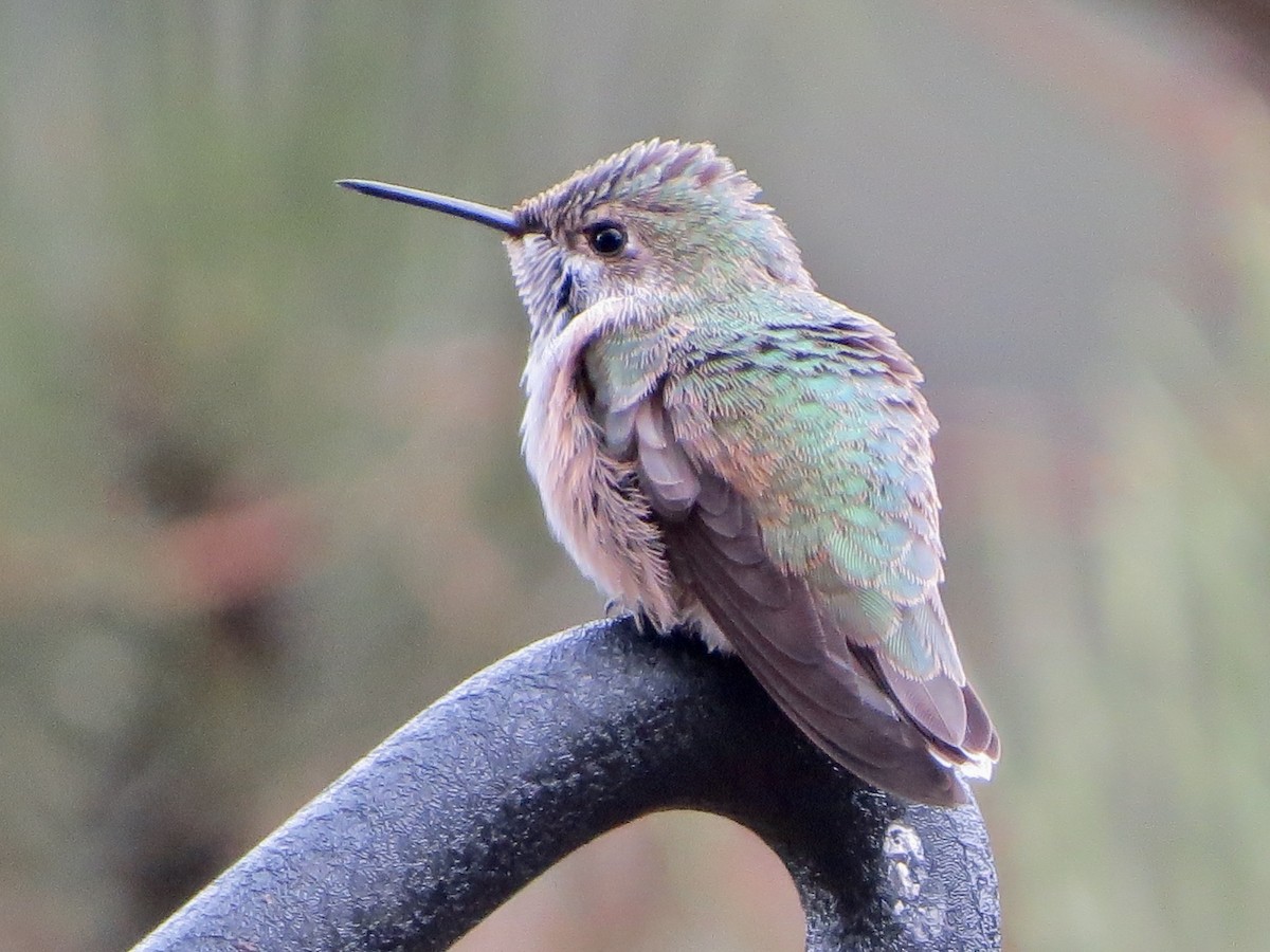 Calliope Hummingbird - ML642311925