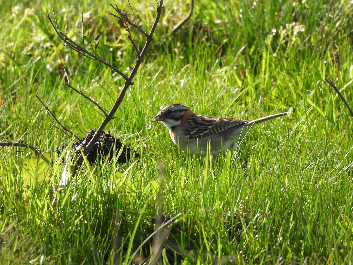 Rufous-collared Sparrow - ML642311926