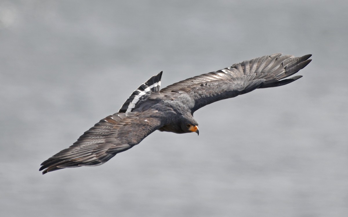 Common Black Hawk - ML642311927