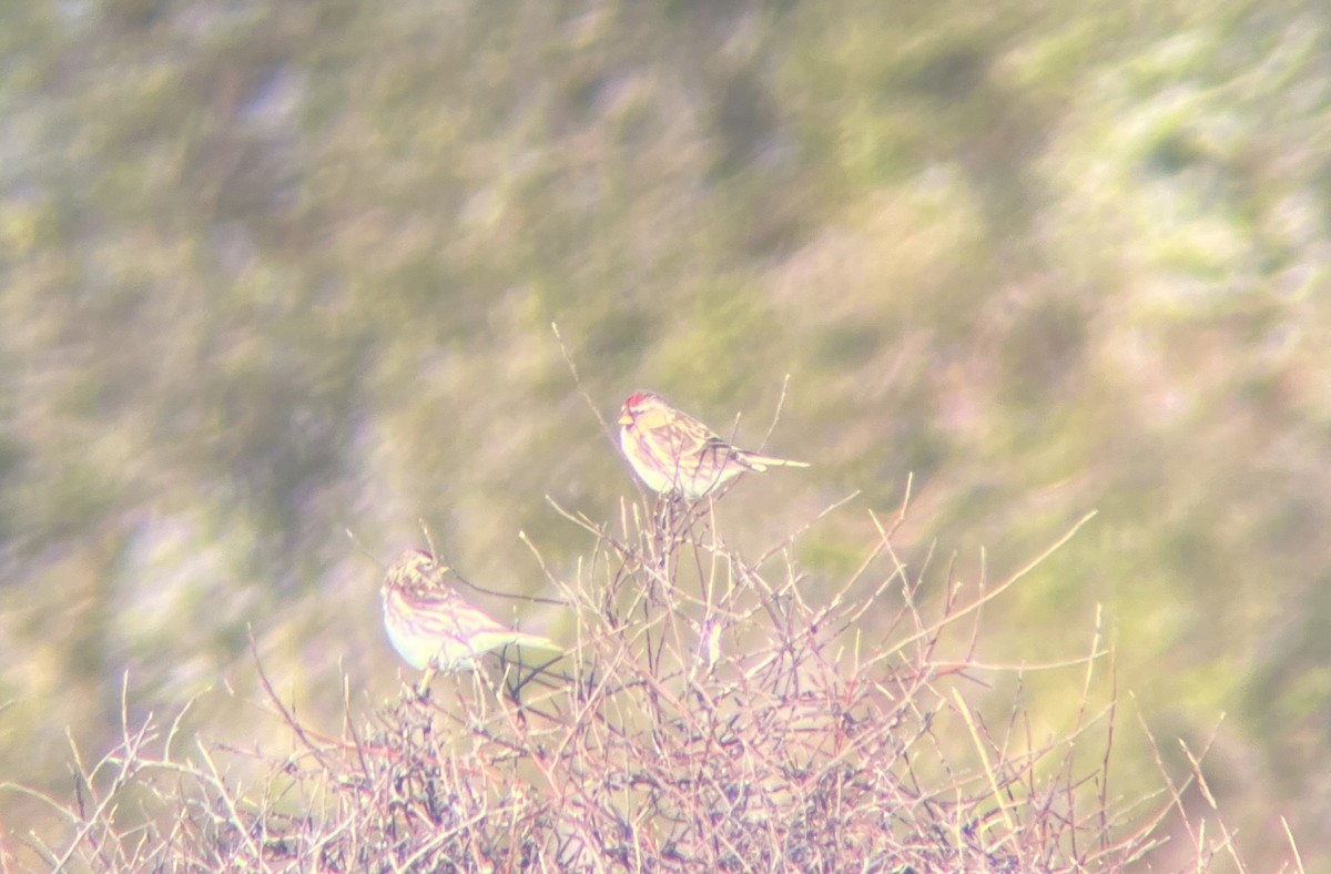 Redpoll (Lesser) - ML642311928