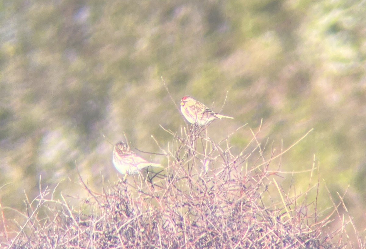 Redpoll (Lesser) - ML642311929