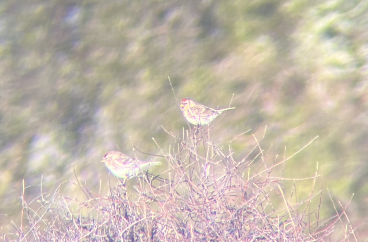 Redpoll (Lesser) - ML642311930
