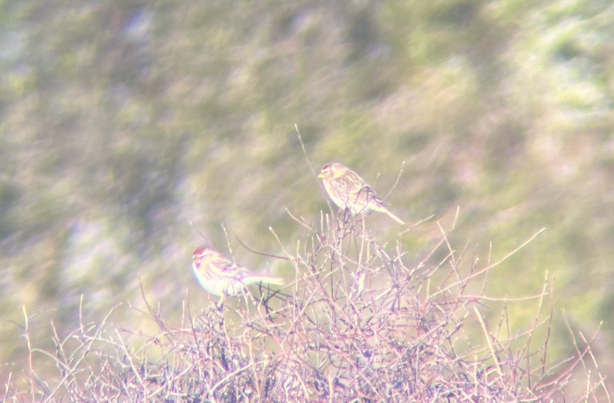 Redpoll (Lesser) - ML642311931
