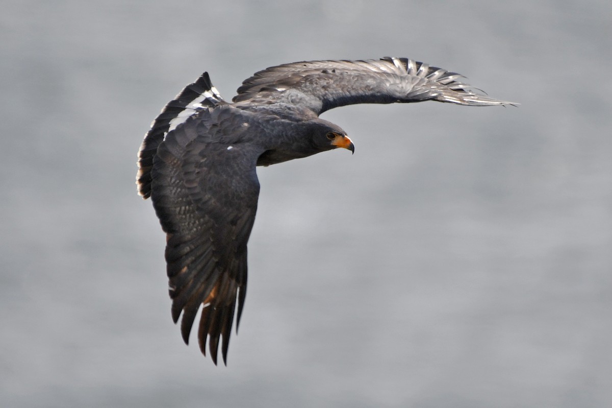 Common Black Hawk - ML642311932