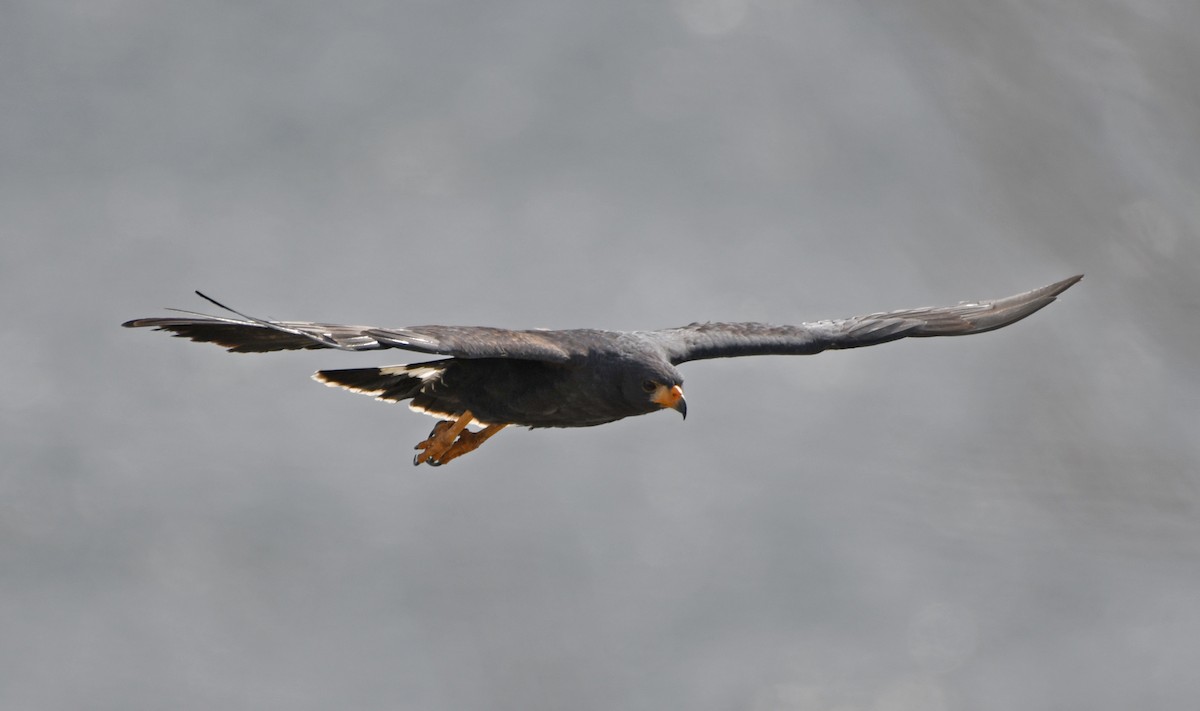 Common Black Hawk - ML642311933