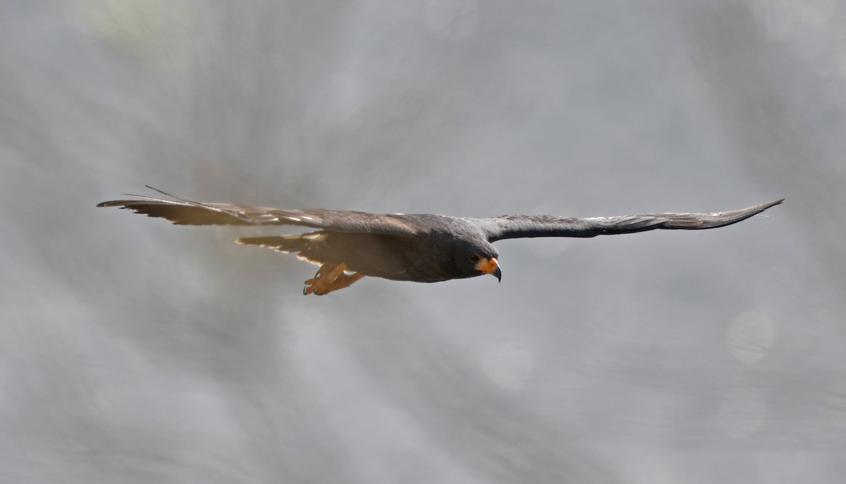 Common Black Hawk - ML642311934