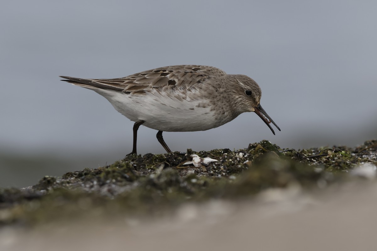 White-rumped Sandpiper - ML642311935