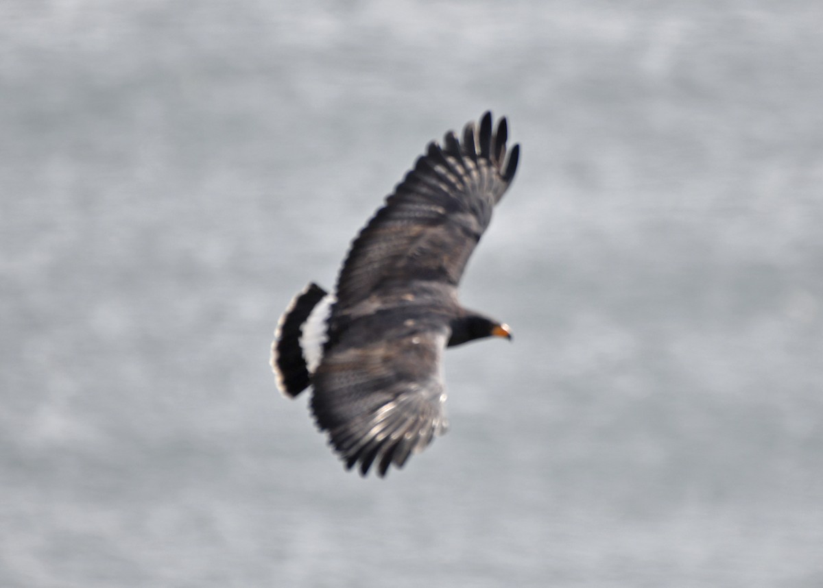 Common Black Hawk - ML642311936