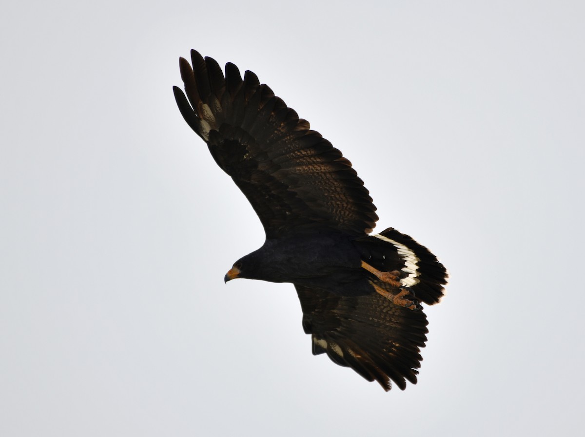 Common Black Hawk - ML642311937