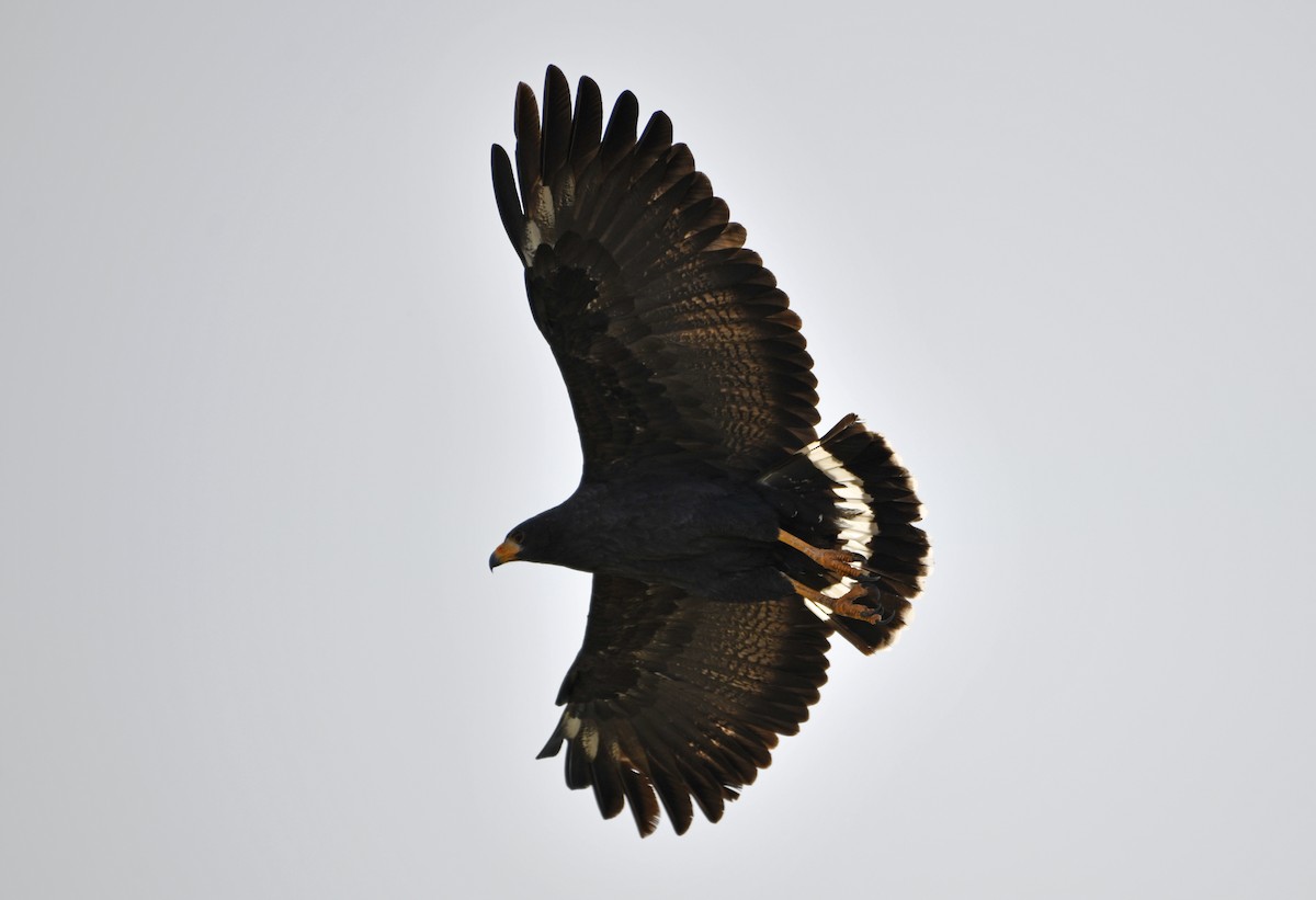 Common Black Hawk - ML642311938