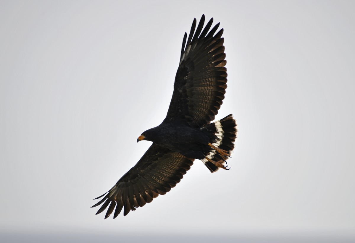 Common Black Hawk - ML642311939
