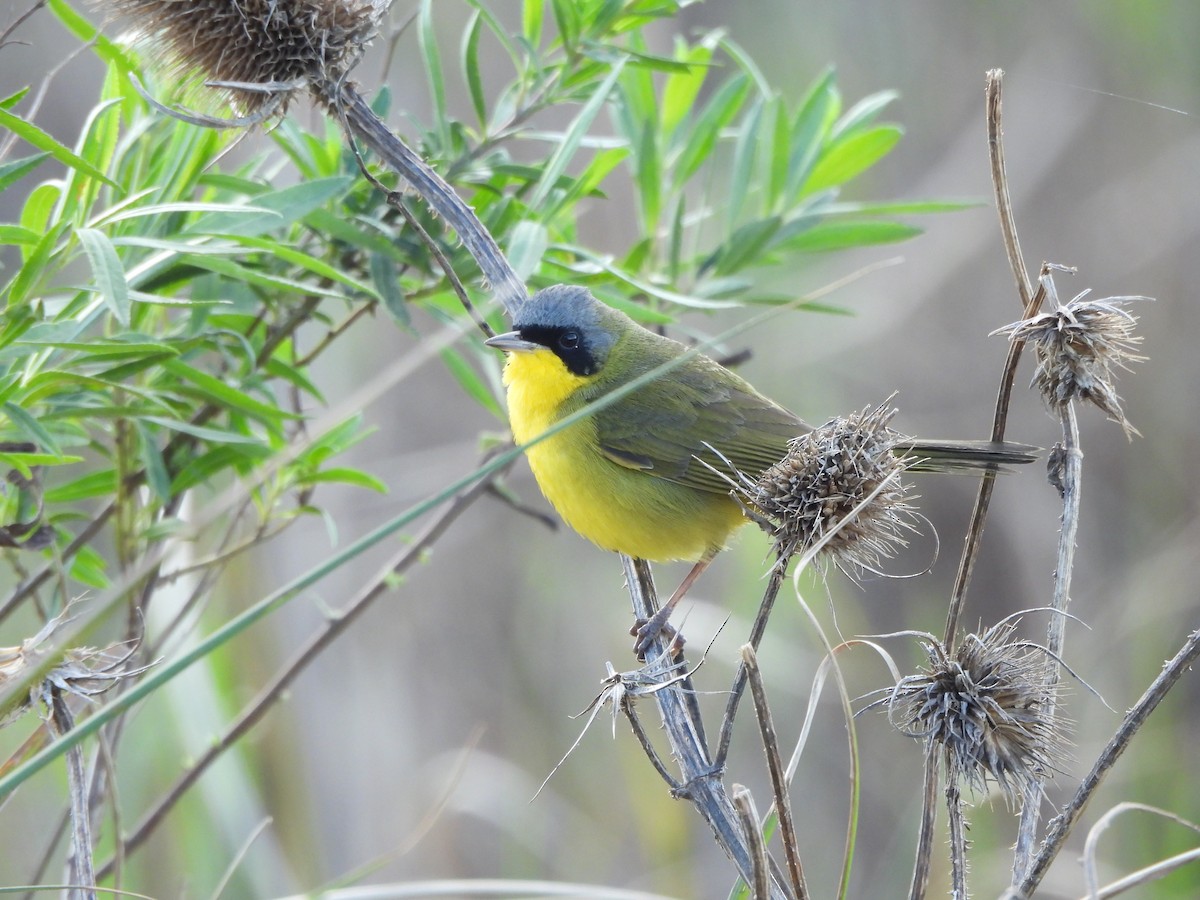 Southern Yellowthroat - ML642311950