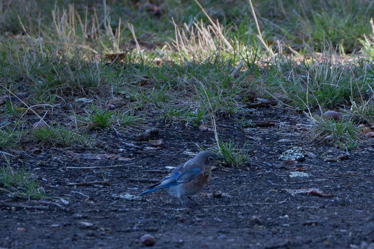 Western Bluebird - ML642311952