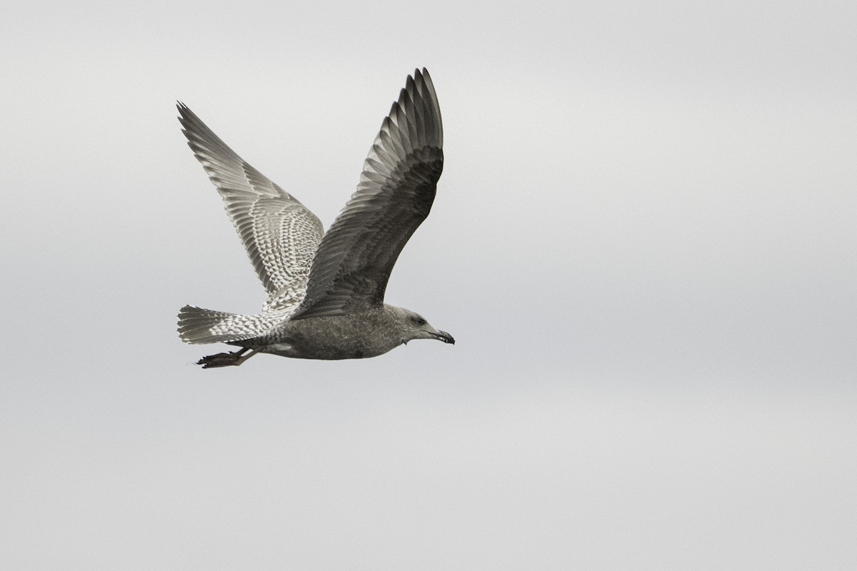 American Herring Gull - ML642311957