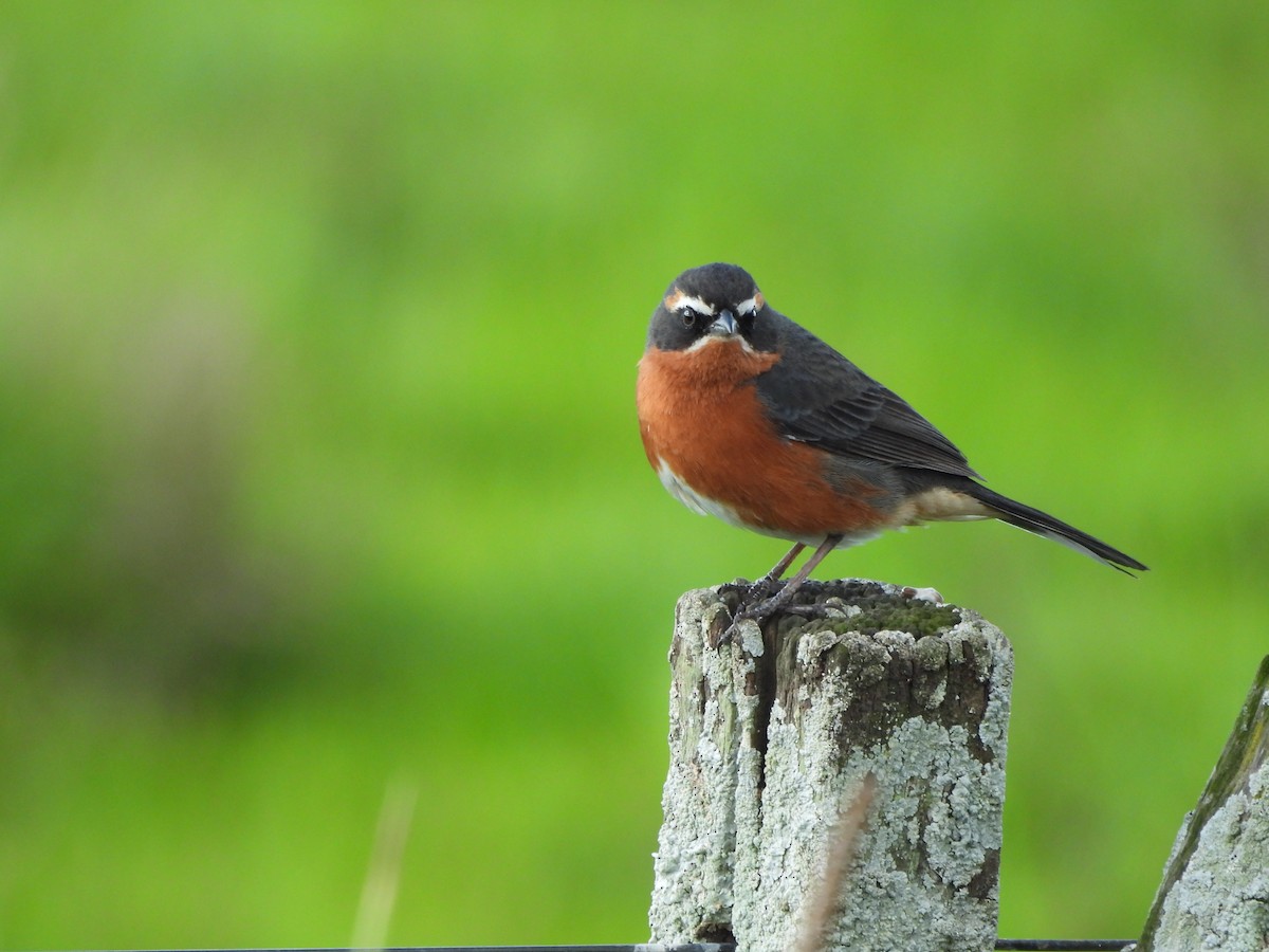 Black-and-rufous Warbling Finch - ML642311959