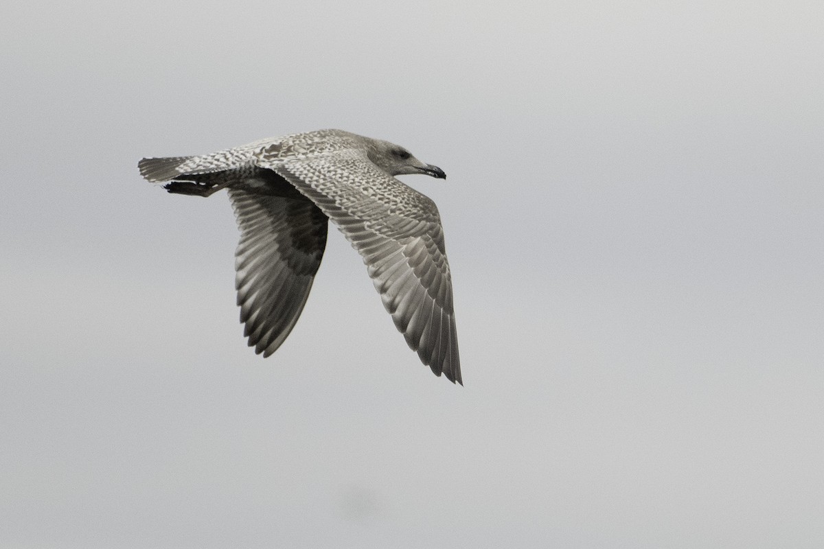 American Herring Gull - ML642311962
